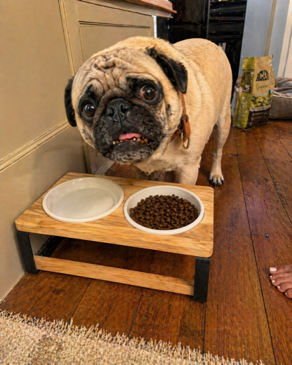 Jessica T.'s Pug with the Homestead feeder