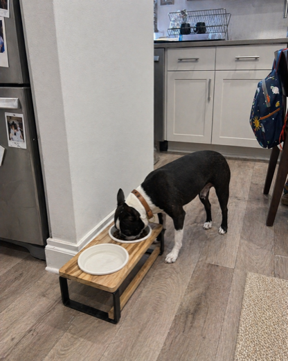 Lauren K.'s French Bulldog with the Homestead feeder