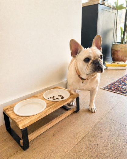 Michael R.'s Boston Terrier with the Homestead feeder
