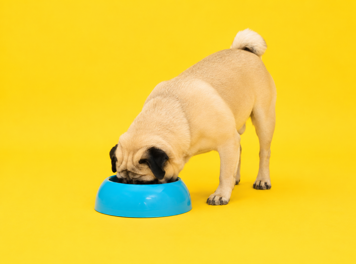 Pug eating from a low flat bowl