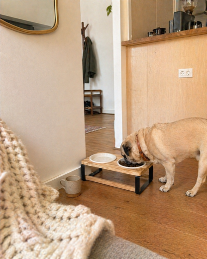 Ben and Olivia's Pug with the Homestead feeder