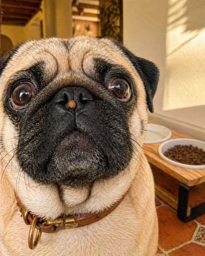 Dani A.'s Pug with the Homestead feeder