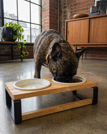 Fiona O.'s Frenchie with the Homestead feeder