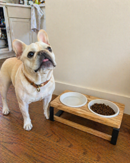 Sarah J.'s dog with the Homestead feeder