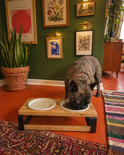 Sasha P.'s Frenchie with the Homestead feeder
