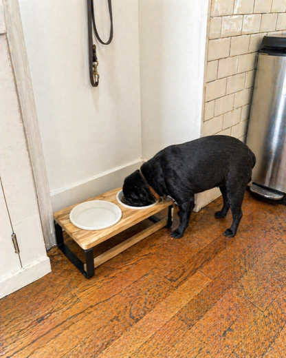Tyler B.'s Pug with the Homestead feeder